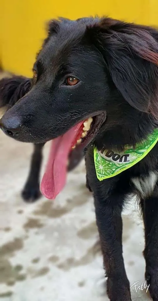 Cachorro raça SRD idade 1 ano nome BENTO