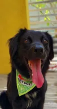 Cachorro raça SRD idade 1 ano nome BENTO