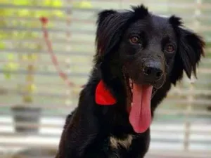 Cachorro raça SRD idade 1 ano nome BENTO