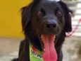 Cachorro raça SRD idade 1 ano nome BENTO