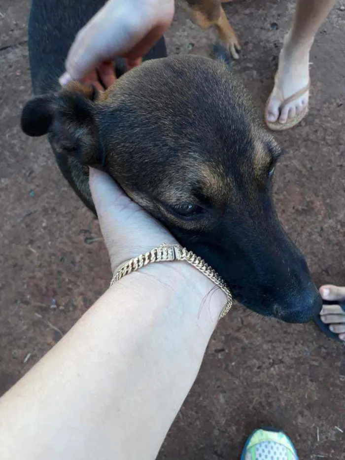Cachorro raça Indefinida idade 2 a 6 meses nome Bebel