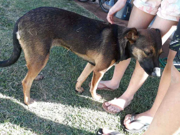 Cachorro raça Indefinida idade 2 a 6 meses nome Bebel