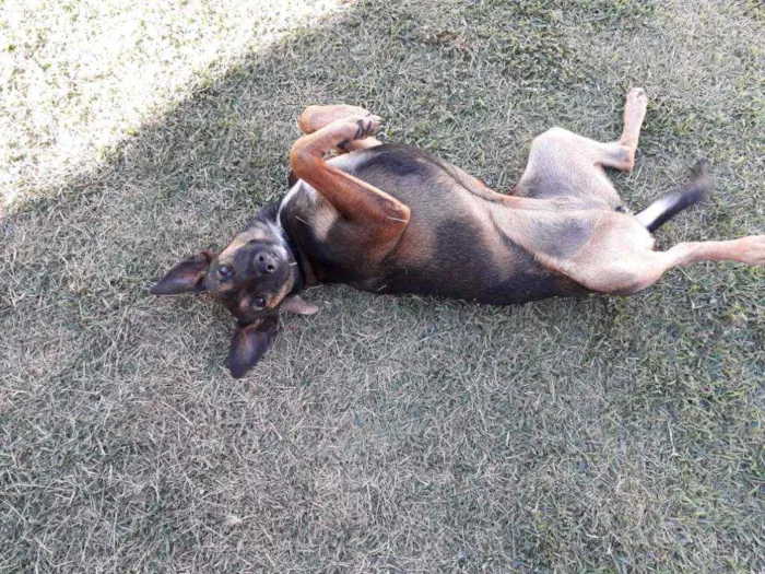 Cachorro raça Indefinida idade 2 a 6 meses nome Bebel