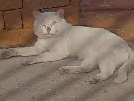 Gato raça SRD-ViraLata idade 2 anos nome Snow