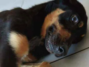 Cachorro raça SRD idade 1 ano nome Bruce