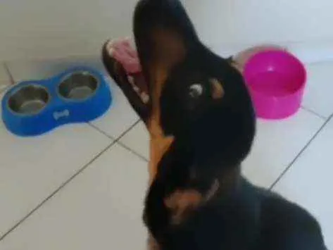 Cachorro raça SRD idade 1 ano nome Bruce