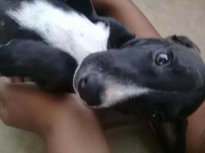 Cachorro raça Vira-lata idade 1 ano nome Isis
