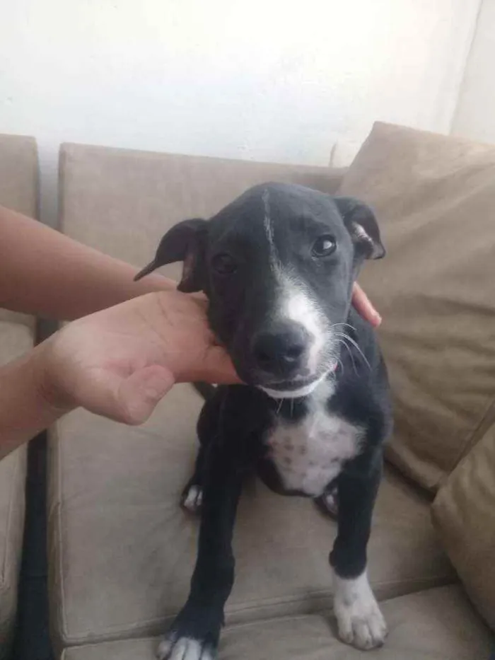 Cachorro raça Vira-lata idade 1 ano nome Isis