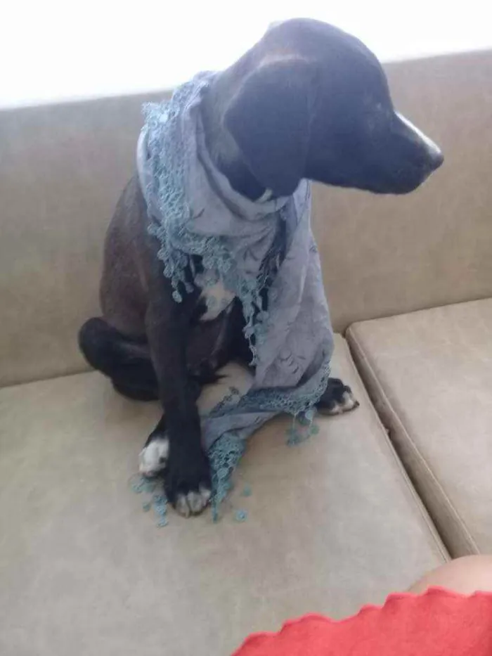 Cachorro raça Vira-lata idade 1 ano nome Isis