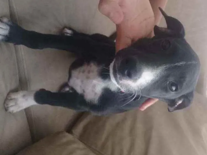 Cachorro raça Vira-lata idade 1 ano nome Isis
