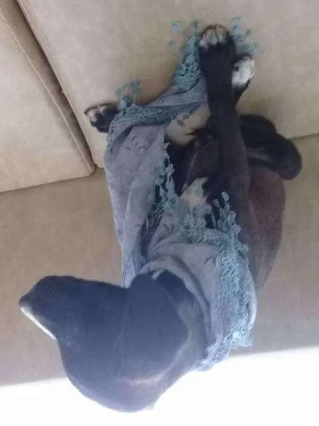 Cachorro raça Vira-lata idade 1 ano nome Isis