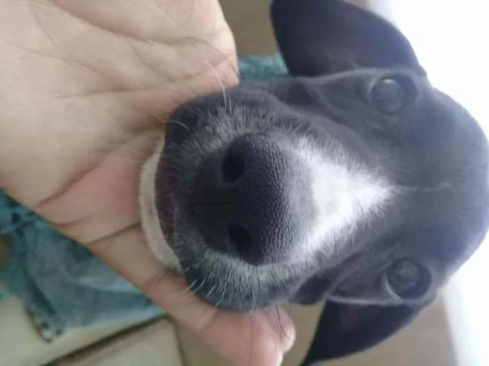 Cachorro raça Vira-lata idade 1 ano nome Isis