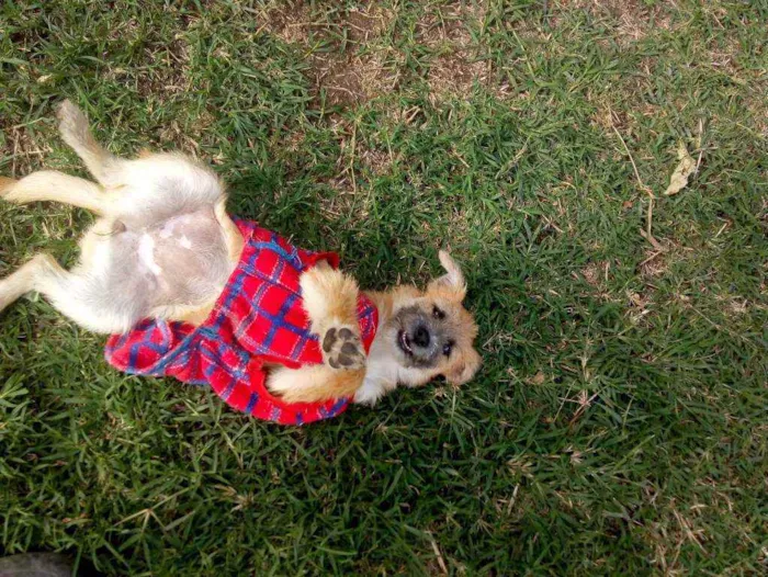 Cachorro raça SRD idade 2 a 6 meses nome Mel