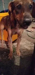 Cachorro raça SRD-ViraLata idade 7 a 11 meses nome Tombão