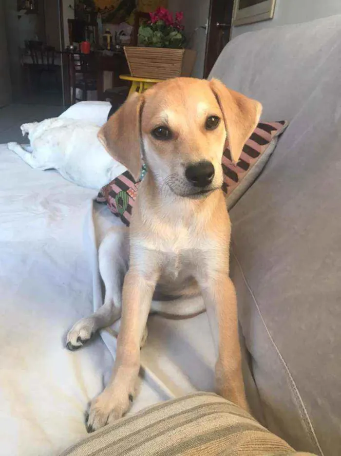 Cachorro raça SRD idade 2 a 6 meses nome Antônia