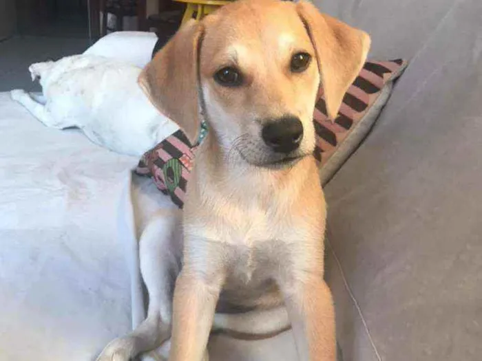 Cachorro raça SRD idade 2 a 6 meses nome Antônia