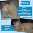 Mingau