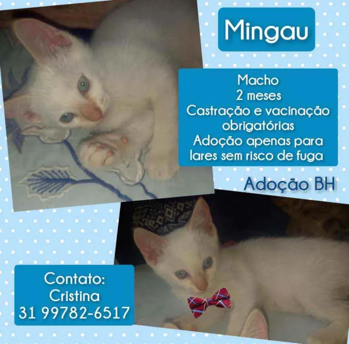 Gato raça Srd idade Abaixo de 2 meses nome Mingau