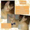 Pudim