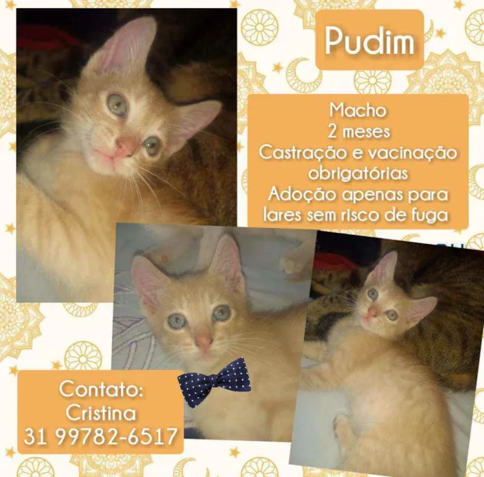 Gato raça Srd idade Abaixo de 2 meses nome Pudim