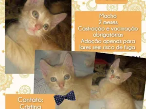 Gato raça Srd idade Abaixo de 2 meses nome Pudim