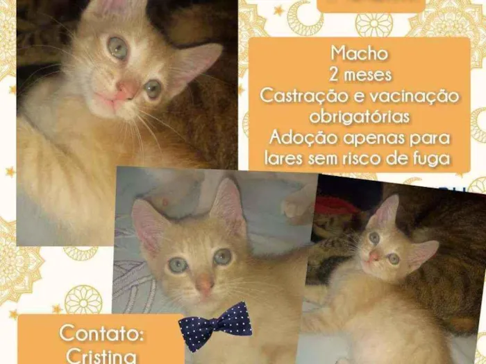 Gato raça Srd idade Abaixo de 2 meses nome Pudim