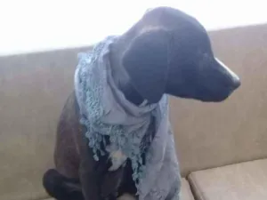 Cachorro raça Vira-lata idade 1 ano nome Isis