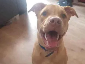 Cachorro raça Pitbull idade 7 a 11 meses nome Zayn