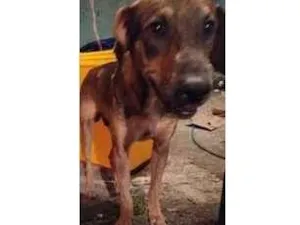 Cachorro raça SRD-ViraLata idade 7 a 11 meses nome Tombão