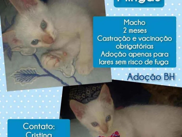 Gato raça Srd idade Abaixo de 2 meses nome Mingau