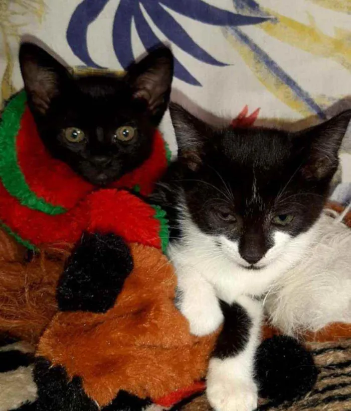 Gato ra a Srd idade Abaixo de 2 meses nome Sem nome