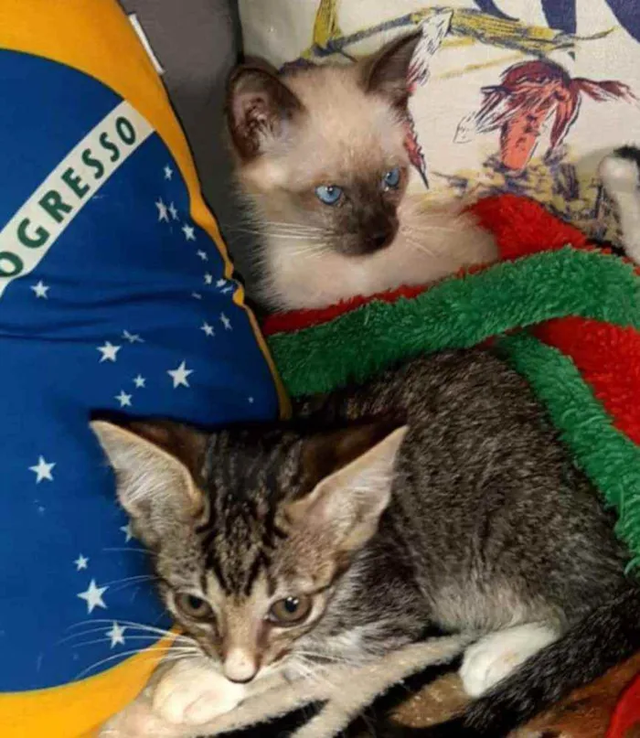 Gato ra a Srd idade Abaixo de 2 meses nome Sem nome