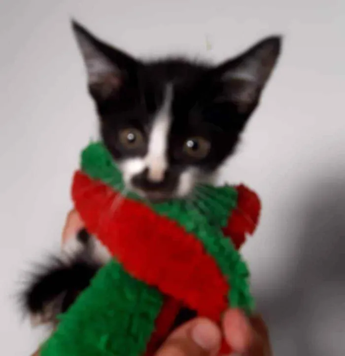 Gato ra a Srd idade Abaixo de 2 meses nome Sem nome