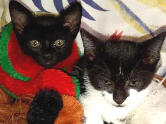 Gato ra a Srd idade Abaixo de 2 meses nome Sem nome