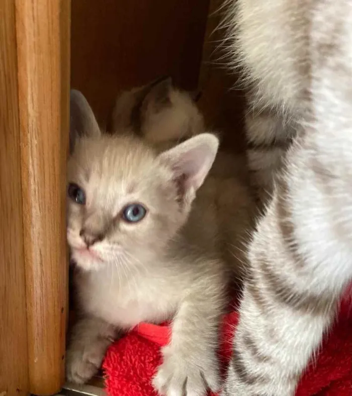 Gato ra a Srd idade Abaixo de 2 meses nome Parafina