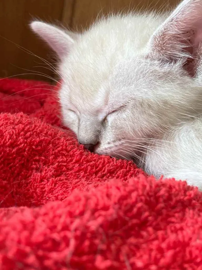 Gato ra a Srd idade Abaixo de 2 meses nome Parafina