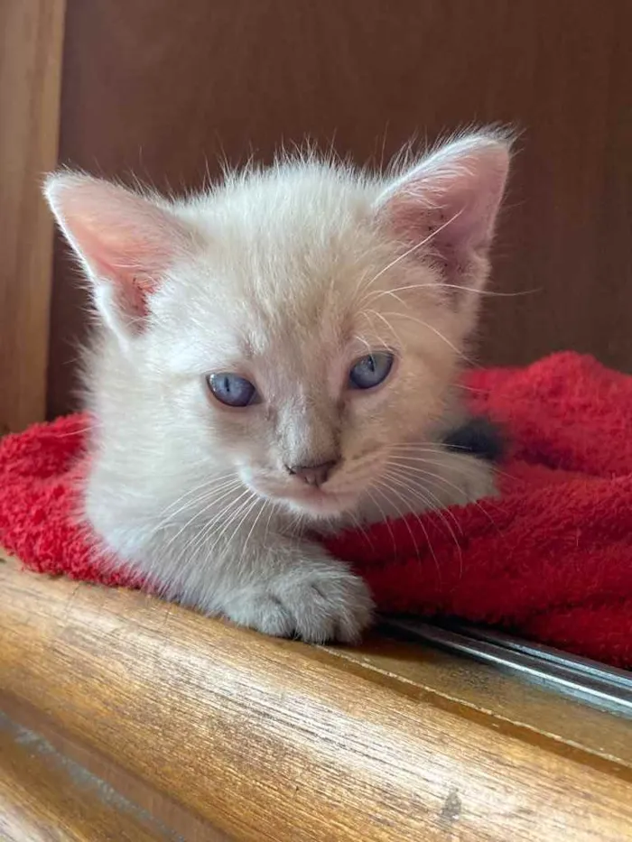 Gato ra a Srd idade Abaixo de 2 meses nome Parafina