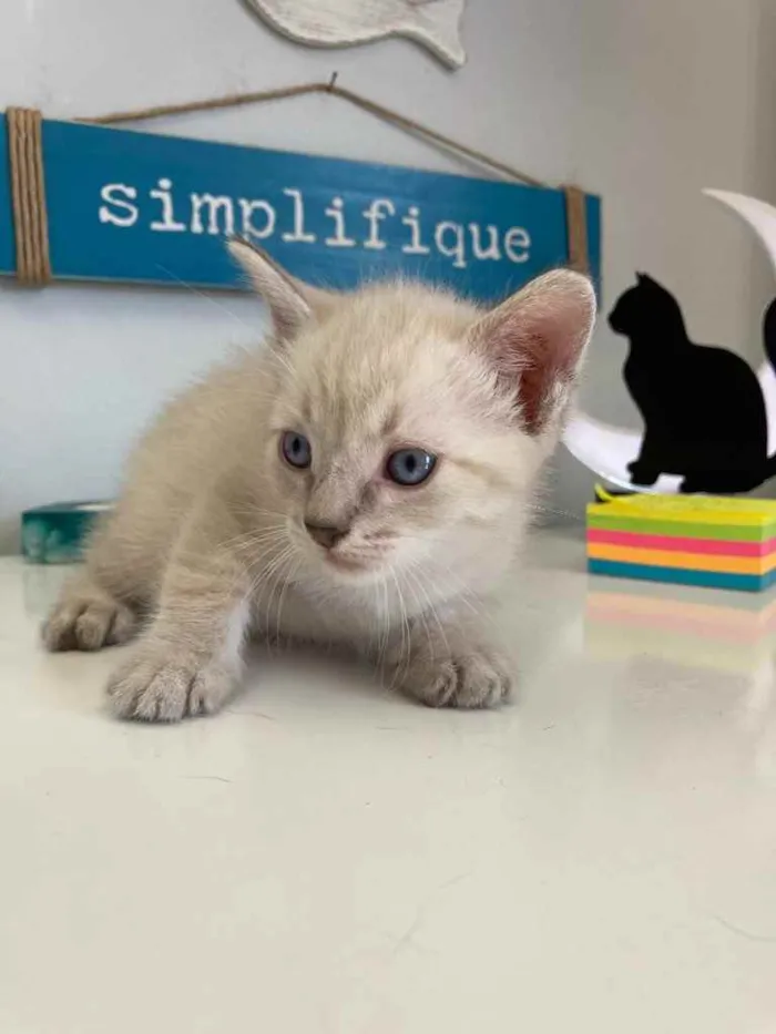 Gato ra a Srd idade Abaixo de 2 meses nome Parafina