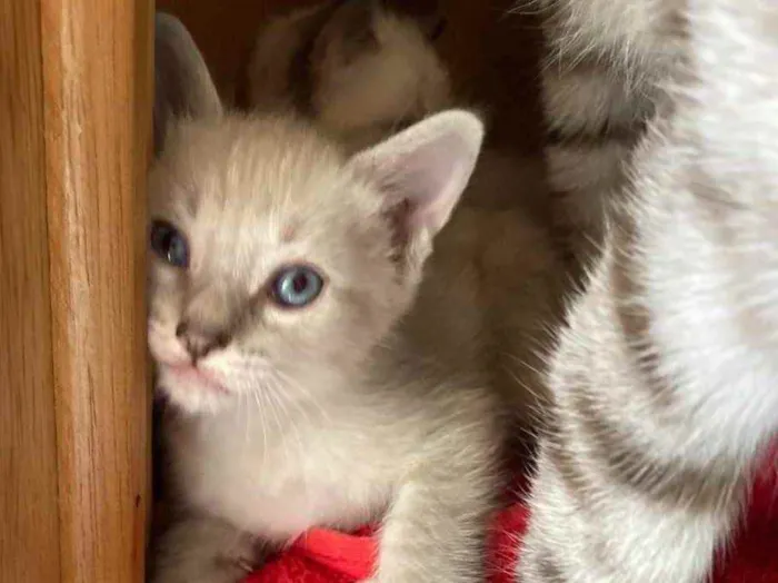Gato ra a Srd idade Abaixo de 2 meses nome Parafina