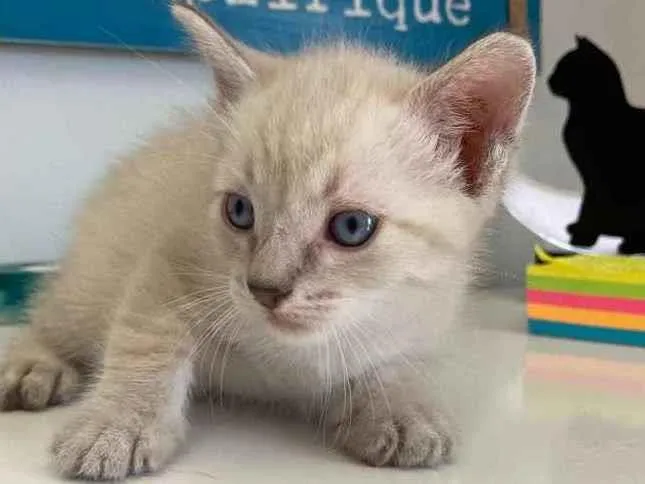 Gato ra a Srd idade Abaixo de 2 meses nome Parafina