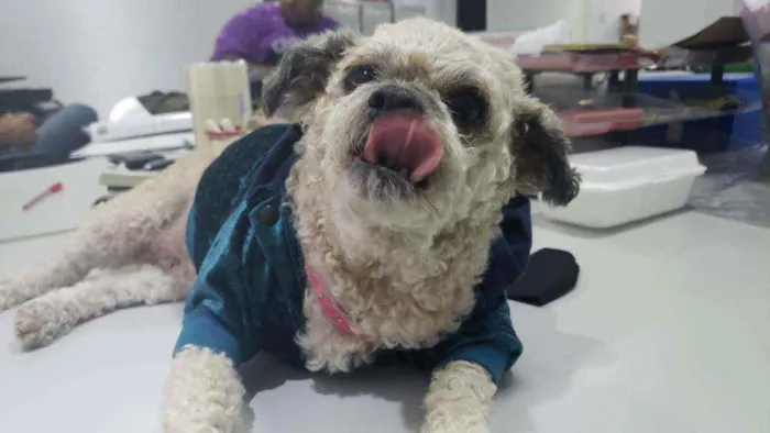 Cachorro raça SRD  idade 5 anos nome Pedrita
