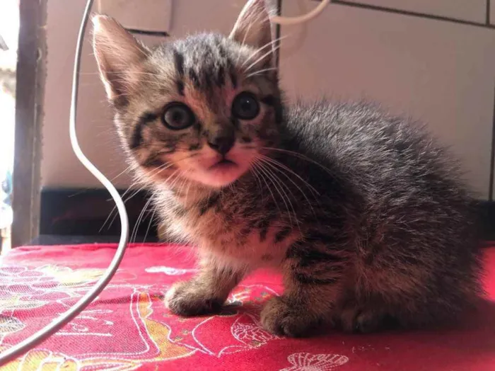 Gato ra a Não sei  idade Abaixo de 2 meses nome Sem nome