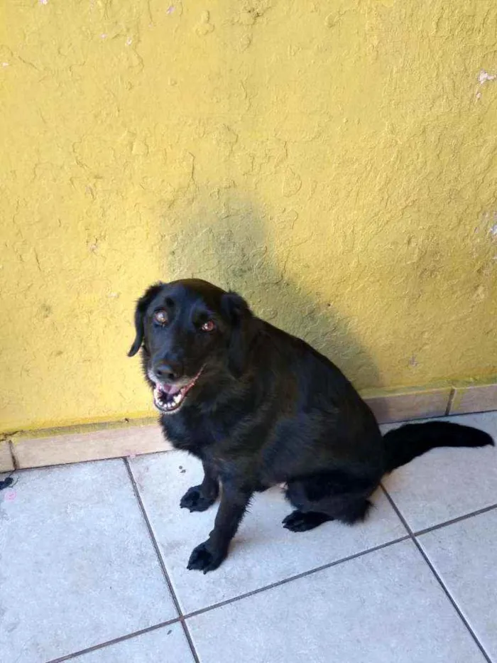 Cachorro raça SRD  idade 3 anos nome Chop 