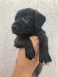 Cachorro raça Sem Raça Definida idade Abaixo de 2 meses nome Sem nome