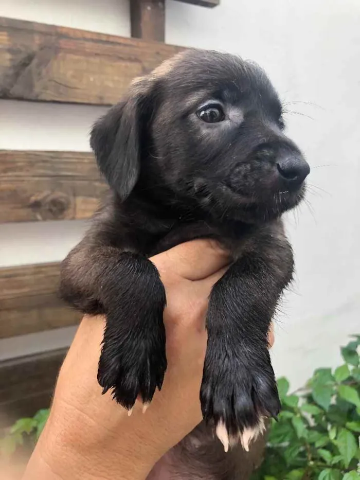 Cachorro raça Sem Raça Definida idade Abaixo de 2 meses nome Sem nome