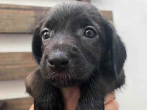 Cachorro raça Sem Raça Definida idade Abaixo de 2 meses nome Sem nome