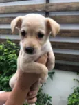 Cachorro raça Sem Raça Definida idade Abaixo de 2 meses nome Sem nome
