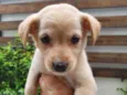 Cachorro raça Sem Raça Definida idade Abaixo de 2 meses nome Sem nome