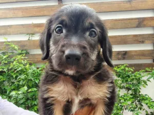 Cachorro raça Sem Raça Definida idade Abaixo de 2 meses nome Sem nome