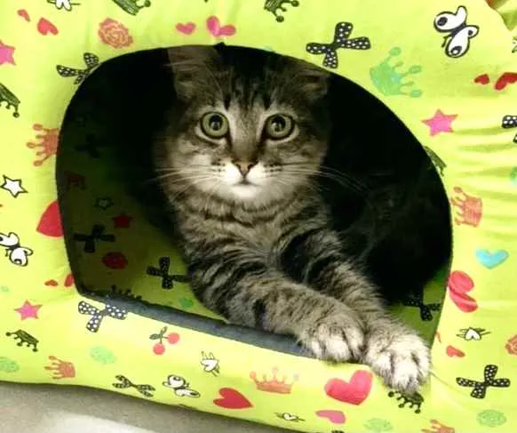 Gato ra a Mestiça  idade 2 a 6 meses nome Gucci 